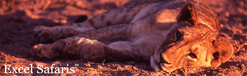 lion cub lying